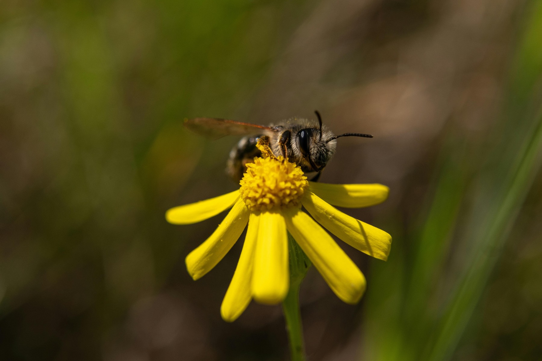 Bee and wasp venom allergy treatment Sunshine Coast